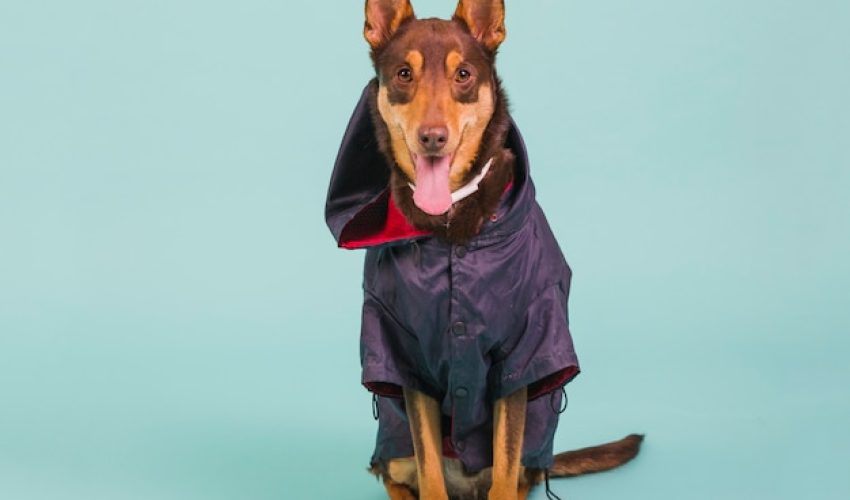 perro-chaleco-lluvia_23-2147787346 perro-chaleco-lluvia_23-2147787346